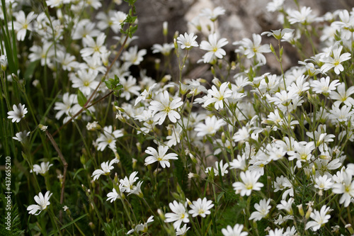 Fleurs blanches de prairie 4