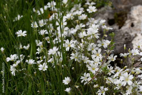 Fleurs blanches de prairie 2