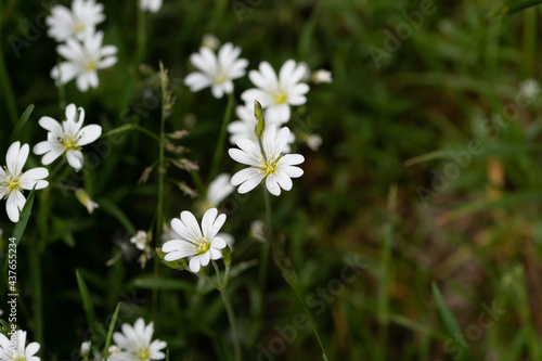 Fleurs blanches de prairie 1