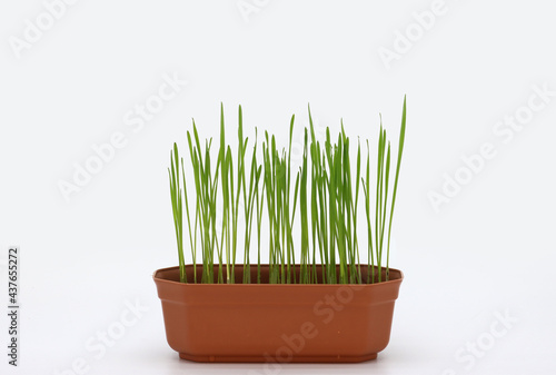 Young wheat grown in a pot.