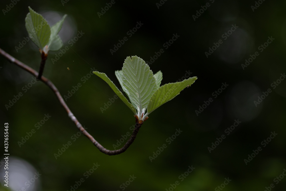 Fototapeta premium Quelques feuilles d'arbre