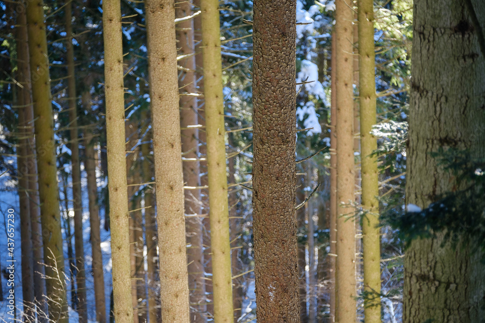 Spruce trunks in winter wood