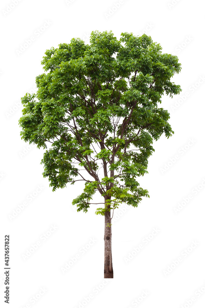 Obraz premium Isolated mahogany tree cut out on white background for landscape design