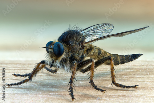 Extreme macro photography of an insect called a killer fly