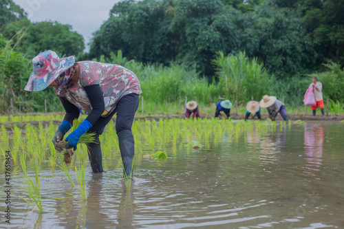 Asian peasant woman planting rice