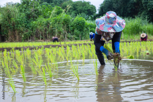 Asian peasant woman planting rice