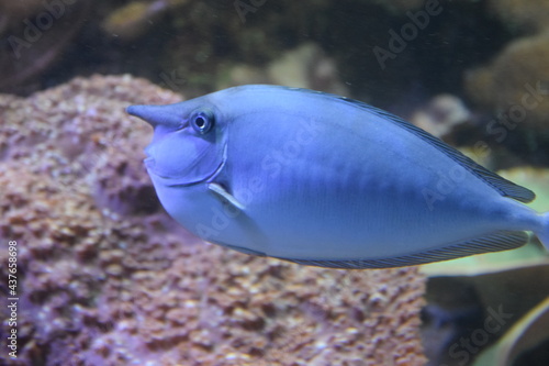 fish blue France