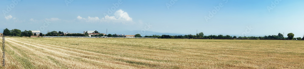 Panoramic sunny landscape of a wheat field. Vast field of oats in the open countryside. Rural agriculture scene in summer during climate change.