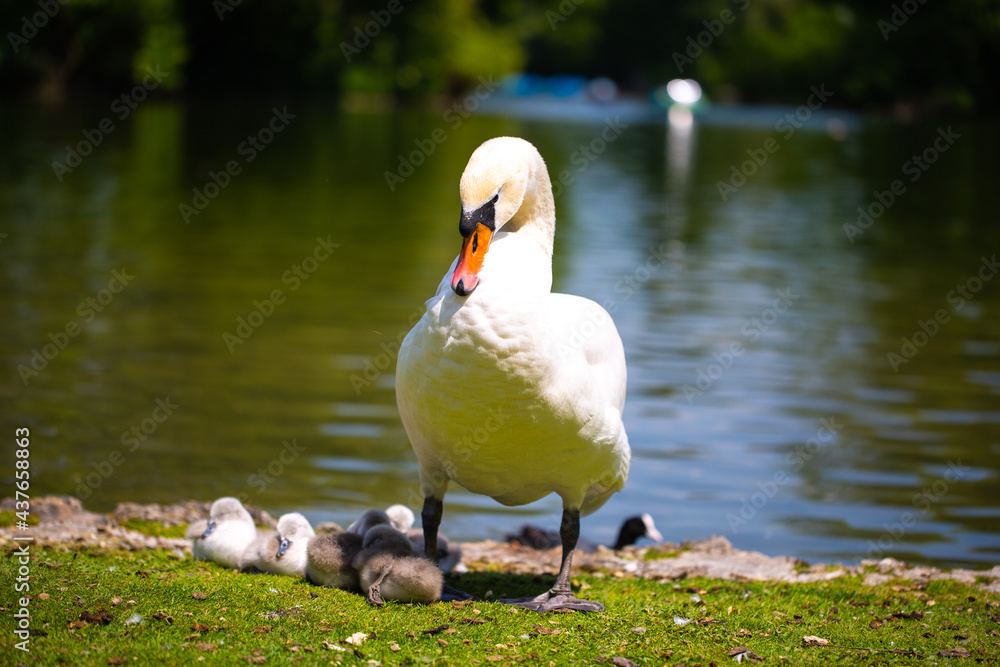 Swan family at the Kleinhesseloher See in the English Garden in Munich, Bavaria Swan family at the Kleinhesseloher See in the English Garden in Munich, Bavaria