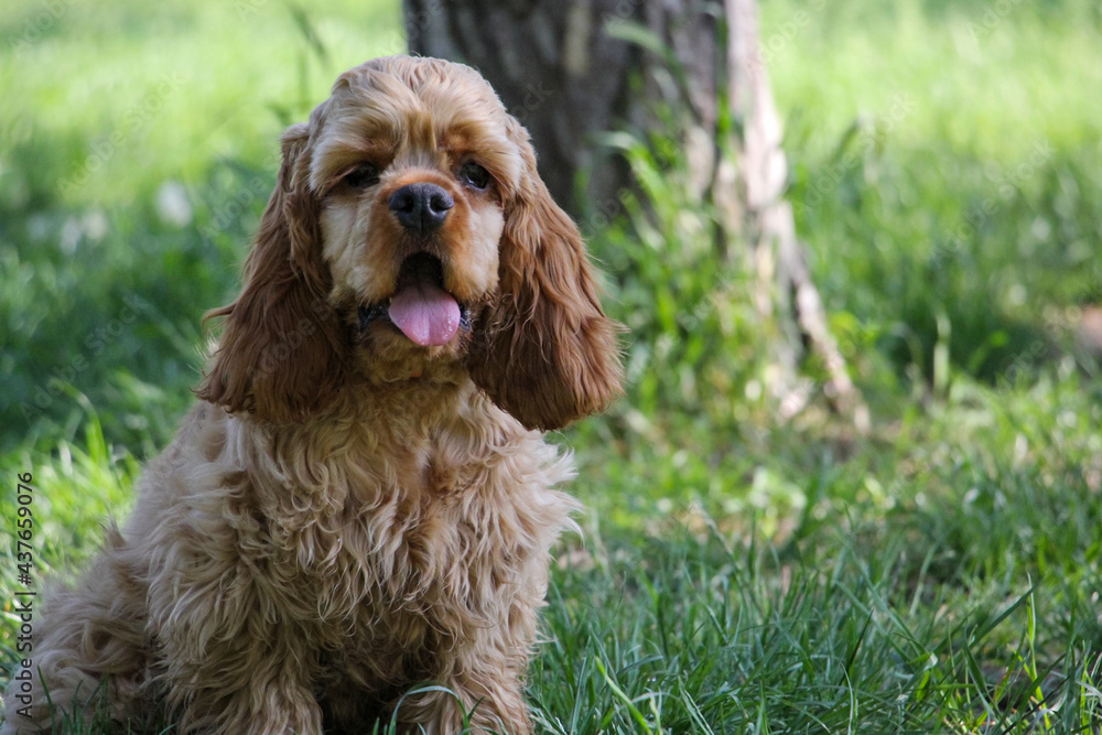 Portrait of Young dog of breed American cocker spaniel Portrait of Young dog of breed American cocker spaniel