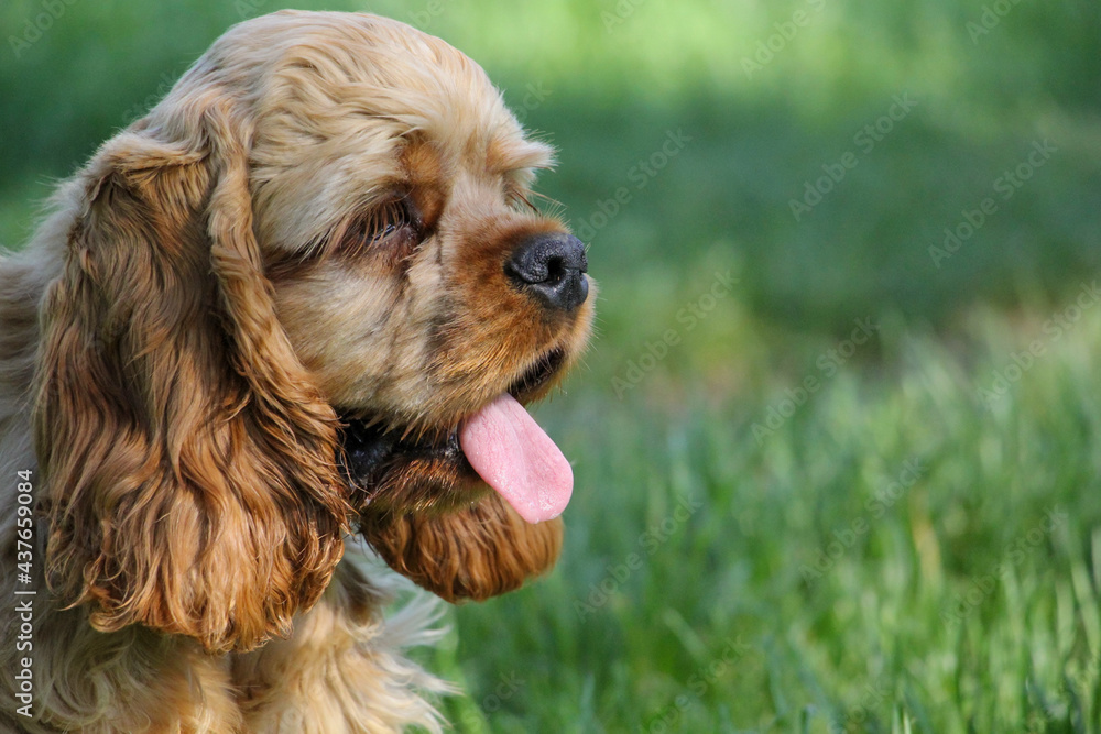 Portrait of Young dog of breed American cocker spaniel Portrait of Young dog of breed American cocker spaniel