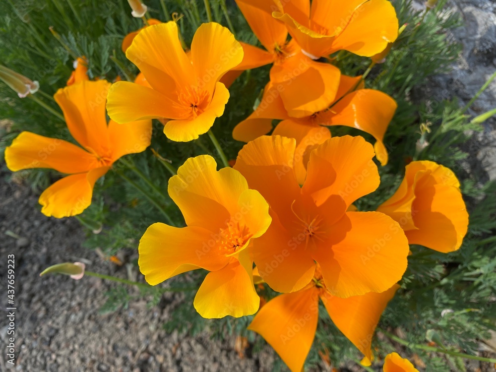 Californian poppy (Eschscholzia californica), Golden poppy, California ...