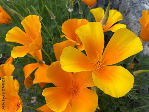 Californian poppy (Eschscholzia californica), Golden poppy, California sunlight, Cup of gold, der Kalifornische Mohn, Goldmohn, Kalifornischer Kappenmohn, Schlafmützchen or Kalifornijski mak photo