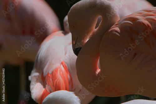 Pink flamingos in the Warsaw ZOO