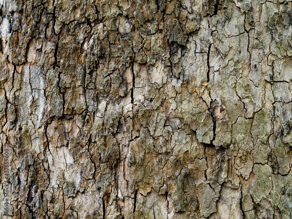The texture of a tree trunk with peeling bark. A woody, faded full-screen background. The texture of a tree trunk with peeling bark. A woody, faded full-screen background.