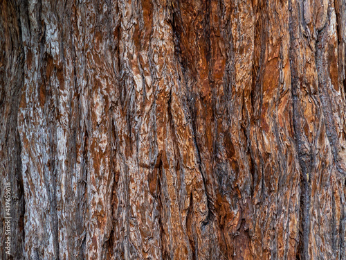 The texture of the largest and oldest sequoia in the US National Park. The background of the red tree bark is full-screen.