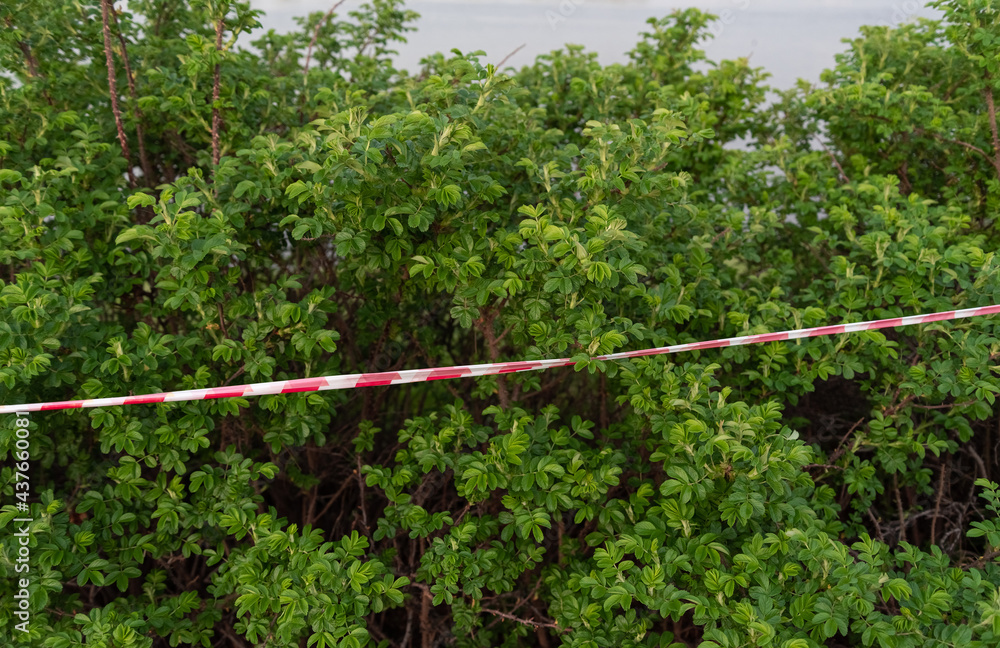 Fototapeta premium protective red and white tape and green bush