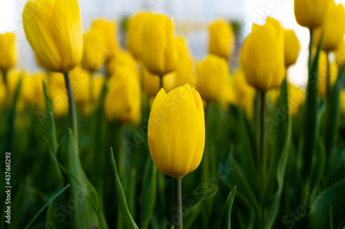 Yellow tulip in the field. A large bud of a yellow flower. Spring background. Tulips in the garden. Seasonal flowering of spring flowers. Close up