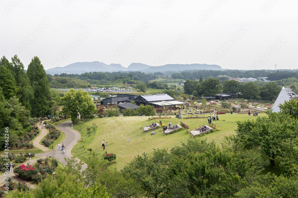 Obraz premium いばらきフラワーパーク