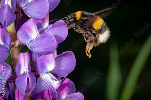 Bumblebee sits on a large blue lupine flower against a green background