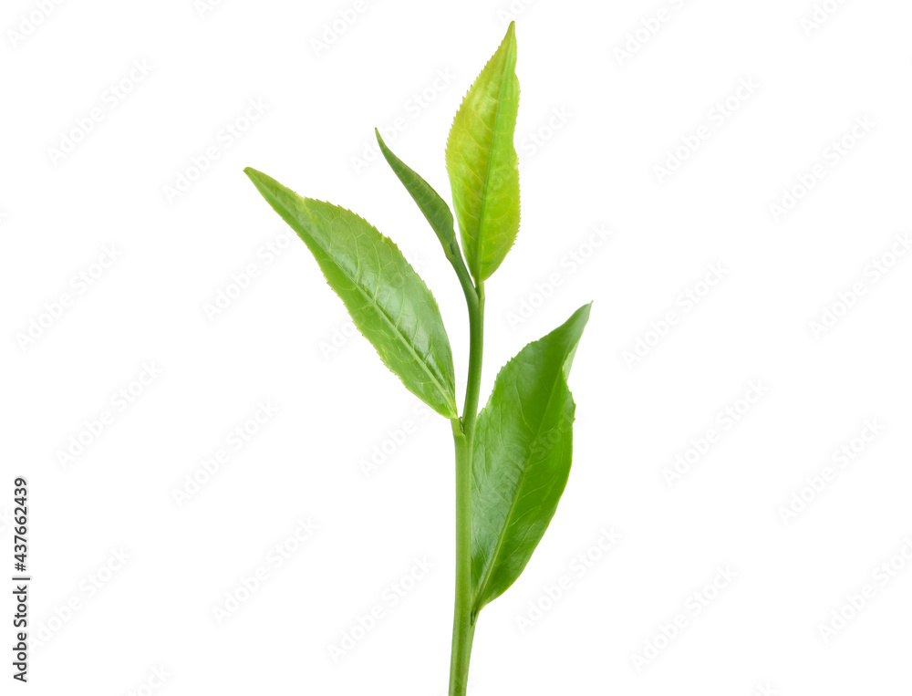 Fototapeta premium Green tea leaf isolated on white background