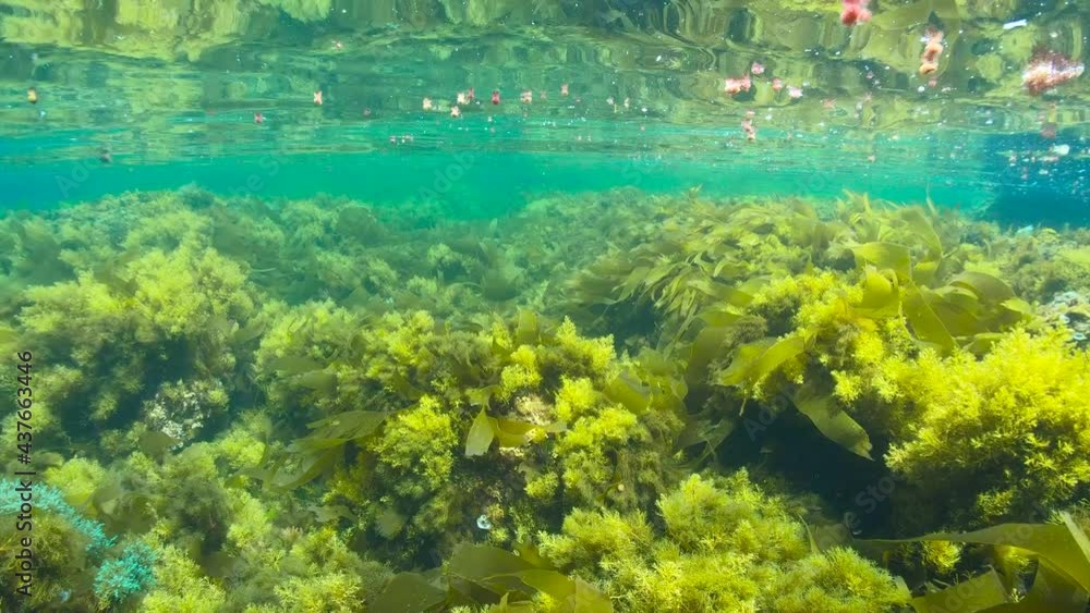 Moving over a shallow ocean floor covered by algae seaweeds underwater in the Atlantic ocean, Spain, Galicia Moving over a shallow ocean floor covered by algae seaweeds underwater in the Atlantic ocean, Spain, Galicia
