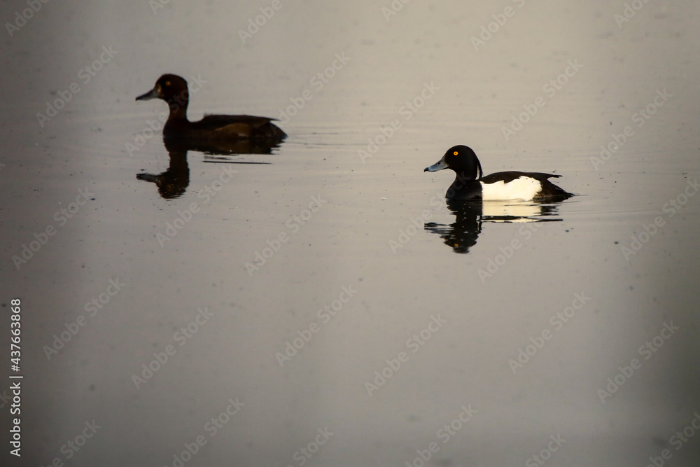 Ptaki Stock Photo Adobe Stock