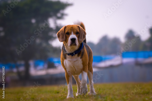 Mood , portrait
Krishnanagar Westbengal
©Nilimesh Bhowmik photo