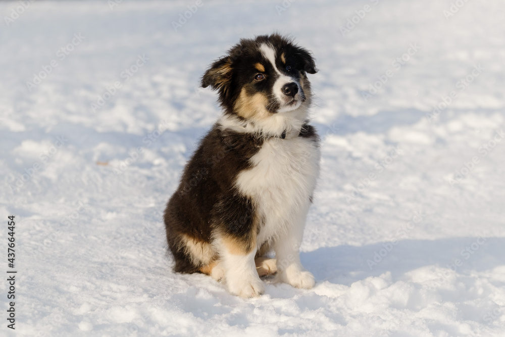 Australian shepherd puppy in winter snow