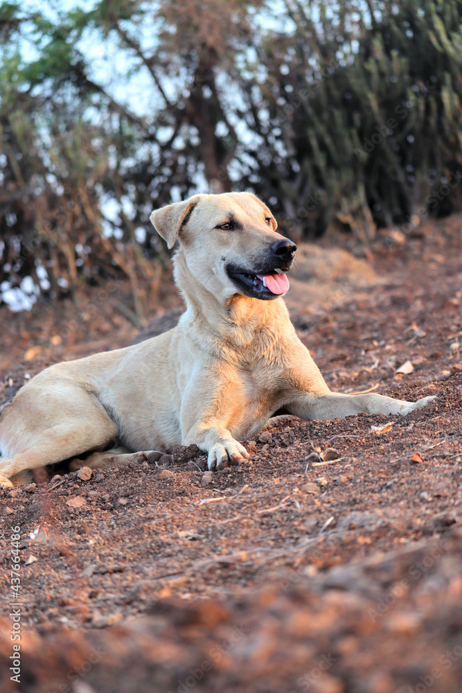 golden retriever dog