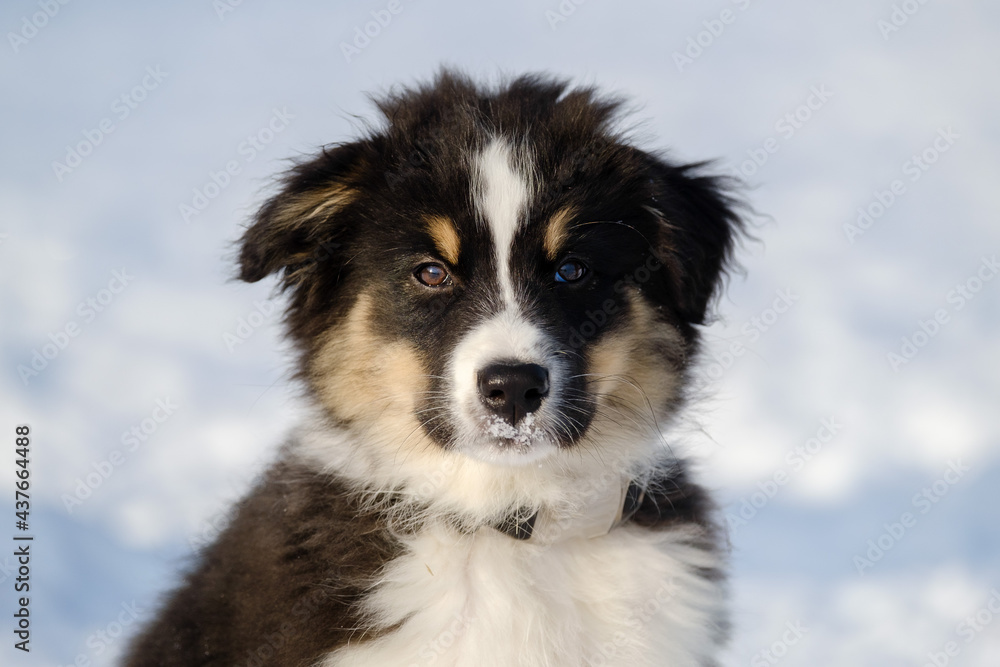 Australian shepherd puppy in winter snow