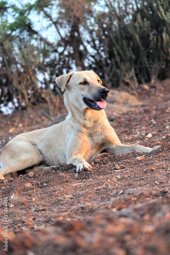 golden retriever dog