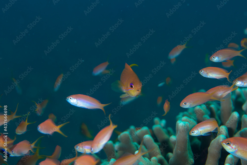 石垣 珊瑚 サンゴ礁 海 魚 石垣 珊瑚 サンゴ礁 海 魚