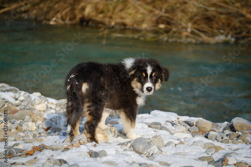 Australian shepherd puppy in winter snow