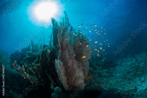 石垣 サンゴ礁 海 太陽 ハナダイ