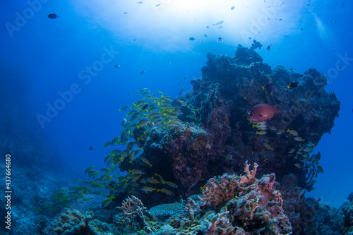石垣 サンゴ礁 海