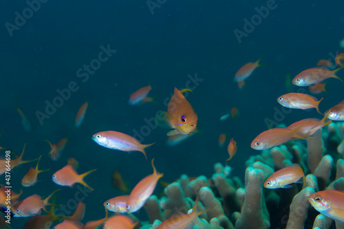 石垣 珊瑚 サンゴ礁 海 魚