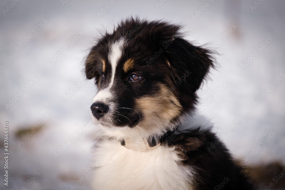 Australian shepherd puppy in winter snow