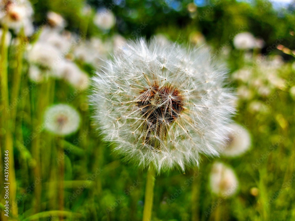 Obraz premium donated dandelion fluff flew away