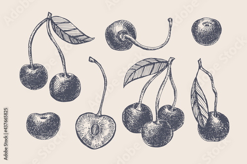 Hand-drawn cherry berries. Sweet cherry fruits, sliced and whole. Organic food concept. Can be used for your design. Vintage botanical illustration on a light isolated background.