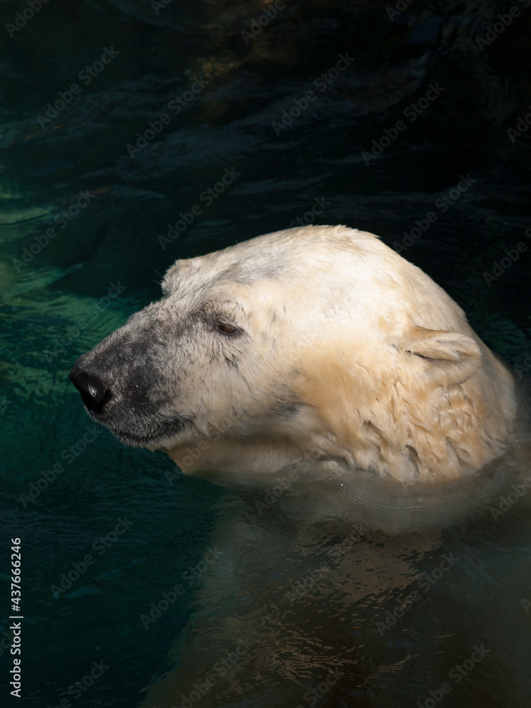 Fototapeta premium シロクマ