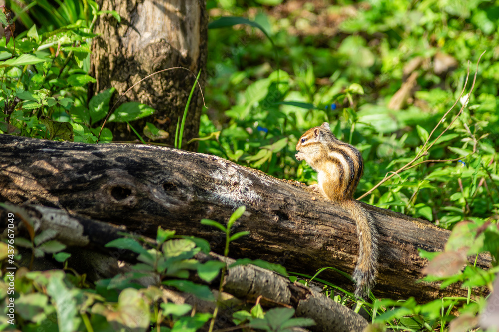 Obraz premium シマリス