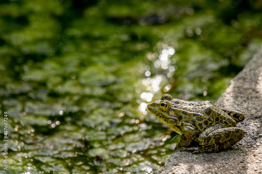 One pool frog sitting on ground in natural habitat. Pelophylax lessonae. European frog. One pool frog sitting on ground in natural habitat. Pelophylax lessonae. European frog.