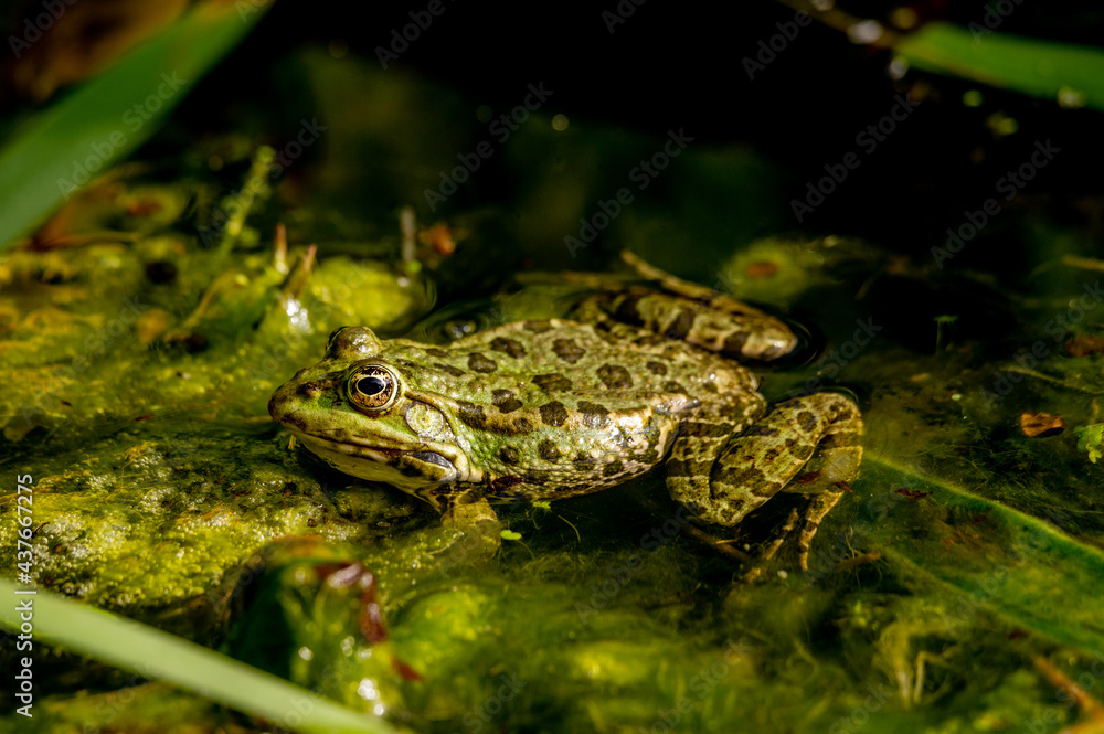 Obraz premium One pool frog in water in natural habitat. Pelophylax lessonae. European frog.