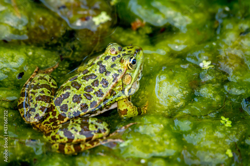 One pool frog in water in natural habitat. Pelophylax lessonae. European frog.