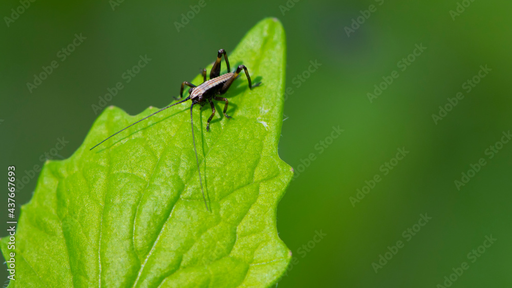 Tettigonioidea. insect sits on a leaf. small grasshopper sits on a twig on a green background. The green female grasshopper sits right on the grass in the meadow and is well camouflaged. close-up Tettigonioidea. insect sits on a leaf. small grasshopper sits on a twig on a green background. The green female grasshopper sits right on the grass in the meadow and is well camouflaged. close-up