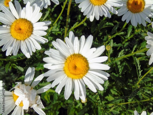 daisies in a garden