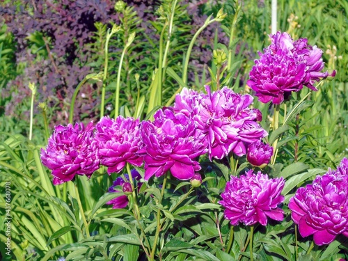 purple flowers in the garden