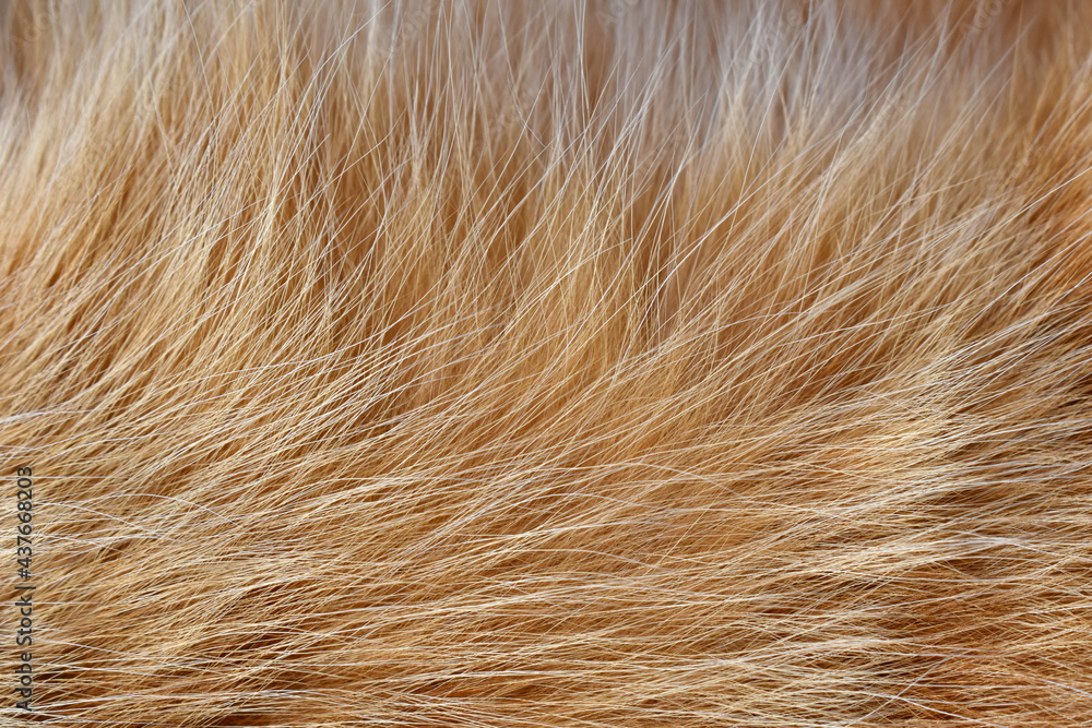 Ginger cat fur texture background. Ginger cat fur texture background.