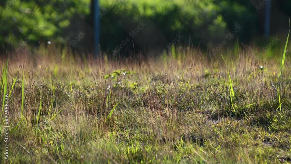 Grass sways in breeze on farming field meadow. Beautiful evening light. Establishment shot of farmland meadow. Blurred fence in the background. Low angle, shallow depth of field Grass sways in breeze on farming field meadow. Beautiful evening light. Establishment shot of farmland meadow. Blurred fence in the background. Low angle, shallow depth of field